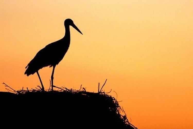 Már Afrikában van az első jeladós magyar gólya