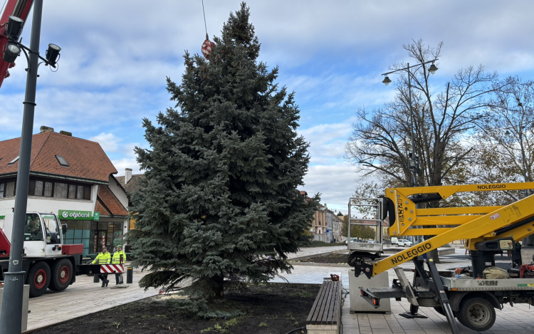 Felállították a város karácsonyfáját a Fő téren