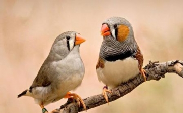 Kiderült, hogyan tudnak énekelni a madarak