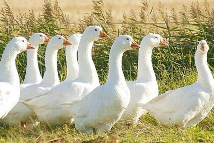 A hazai liba- és kacsatermékeket ajánlja Márton napra a terméktanács