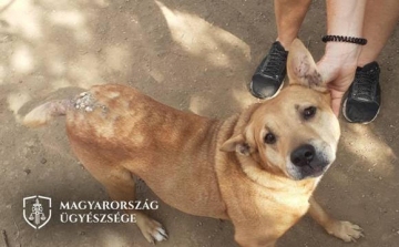 Elhanyagolta befogadott kutyáját, állatkínzás miatt vádolják