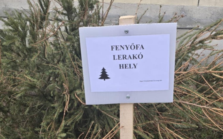 Idén is begyűjtik a kidobott fenyőket