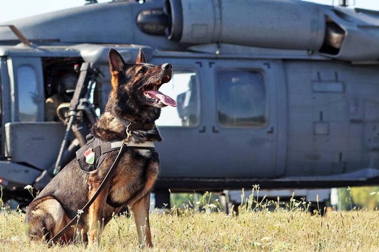 A pápai légibázis szolgálati kutyái is a levegőbe emelkedtek